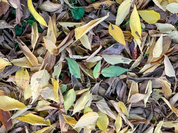 Prairie Feuilles Feuillage Tombées Automne Photo Haute Qualité — Photo