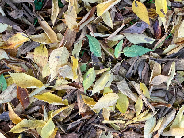 Sonbaharda yeşillik yaprakları döküldü. Yüksek kalite fotoğraf