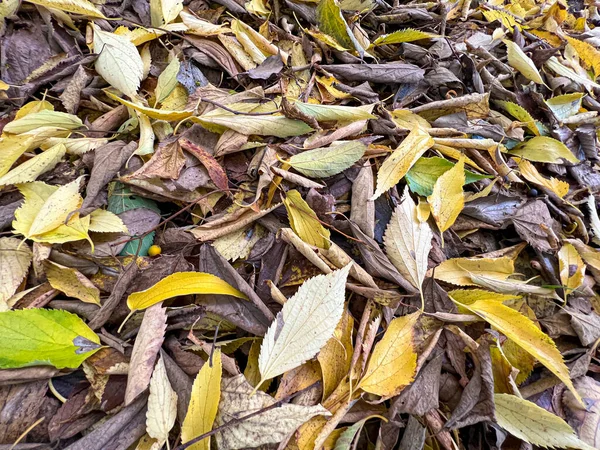 Sonbaharda yeşillik yaprakları döküldü. Yüksek kalite fotoğraf