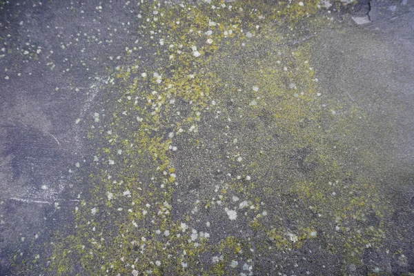 Taş bir duvarda doğan yosunlar ve zambaklar. Yüksek kalite fotoğraf