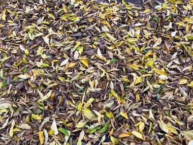 Sonbaharda yeşillik yaprakları döküldü. Yüksek kalite fotoğraf