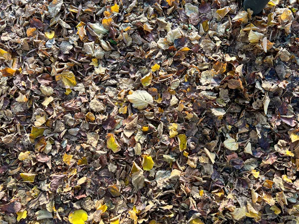 Laubwiese Fällt Herbst Hochwertiges Foto — Stockfoto