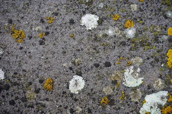 Musgos Líquenes Nacidos Una Pared Piedra Foto Alta Calidad — Foto de Stock