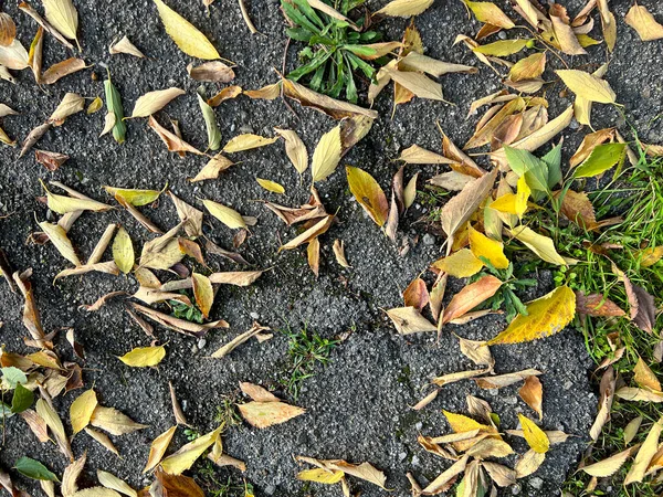 Λιβάδι Φύλλα Φυλλώματος Έπεσε Φθινόπωρο Υψηλής Ποιότητας Φωτογραφία — Φωτογραφία Αρχείου