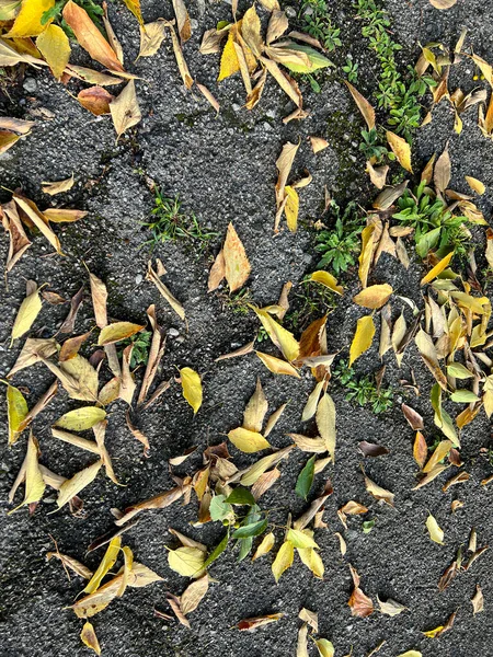 Padang Rumput Daun Dedaunan Jatuh Musim Gugur Foto Berkualitas Tinggi — Stok Foto