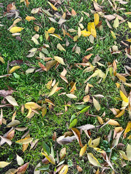 Λιβάδι Φύλλα Φυλλώματος Έπεσε Φθινόπωρο Υψηλής Ποιότητας Φωτογραφία — Φωτογραφία Αρχείου