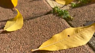 Sarı yapraklar sonbaharda kendiliğinden kilitlenir.