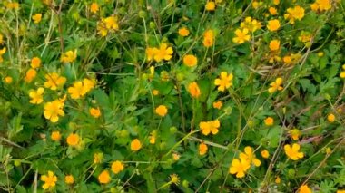 Yazın rüzgarla savrulan sarı çiçekli çiçek tarlası.