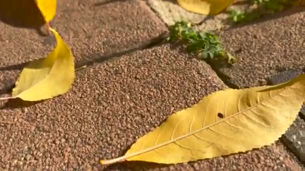 Vergilbte Blätter fallen im Herbst auf Selbstverriegelung — Stockvideo