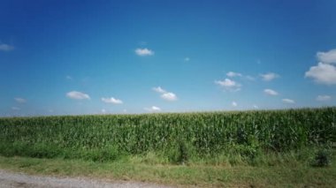Güneşli bir günde büyük ekilmiş mısır tarlası