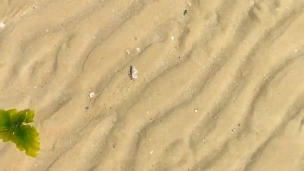 Ermite Crabe Sur Plage Mer Méditerranée — Video