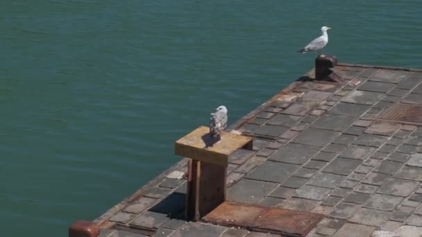 Riccione Pier Mit Möwen Auf Liegeplatz Für Boote — Stockvideo