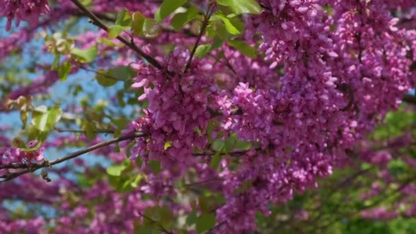 Árvore carregada de flores rosa florescendo com abelhas e insetos no verão — Vídeo de Stock