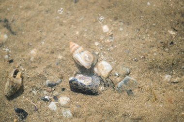 Akdeniz sahilindeki keşiş yengeci. Yüksek kalite fotoğraf