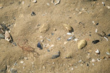 Akdeniz sahilindeki keşiş yengeci. Yüksek kalite fotoğraf