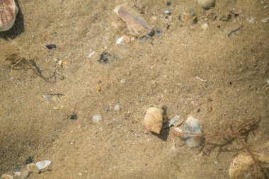 Akdeniz sahilindeki keşiş yengeci. Yüksek kalite fotoğraf
