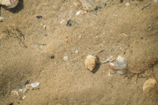 Akdeniz sahilindeki keşiş yengeci. Yüksek kalite fotoğraf