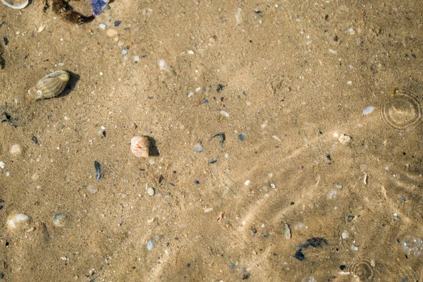 Caranguejo Eremita Praia Mar Mediterrâneo Foto Alta Qualidade — Fotografia de Stock