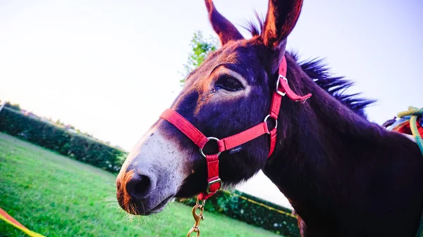 donkey grazing in a meadow with red harness. High quality photo
