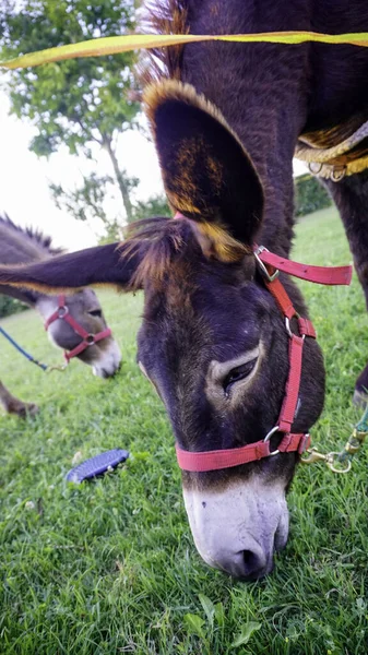 donkey grazing in a meadow with red harness. High quality photo