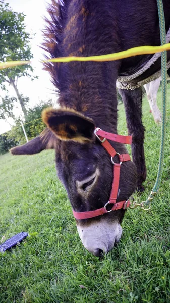 donkey grazing in a meadow with red harness. High quality photo