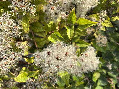 Ağaçta Clematis sirozu tohumları var. Yüksek kalite fotoğraf