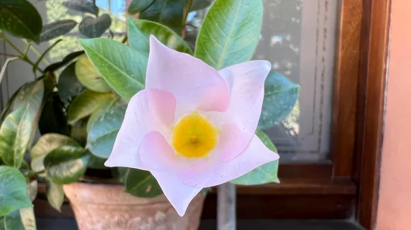 Dipladenia Λουλούδι Στην Κατσαρόλα Στο Παράθυρο Υψηλής Ποιότητας Φωτογραφία — Φωτογραφία Αρχείου