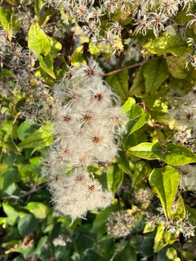 Ağaçta Clematis sirozu tohumları var. Yüksek kalite fotoğraf