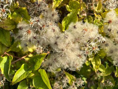 Ağaçta Clematis sirozu tohumları var. Yüksek kalite fotoğraf