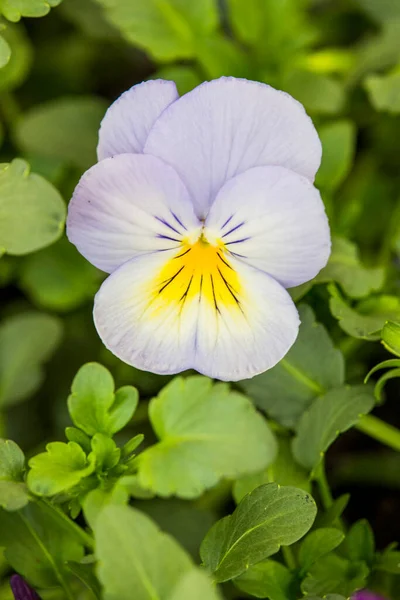 Pansy Perenne Césped Verde Foto Alta Calidad —  Fotos de Stock