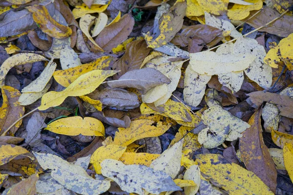 Łąka Liści Opadła Jesienią Wysokiej Jakości Zdjęcie — Zdjęcie stockowe