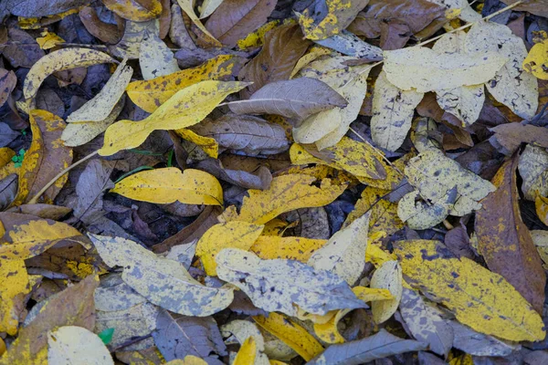 Łąka Liści Opadła Jesienią Wysokiej Jakości Zdjęcie — Zdjęcie stockowe