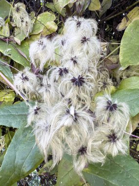 Ağaçta Clematis sirozu tohumları var. Yüksek kalite fotoğraf