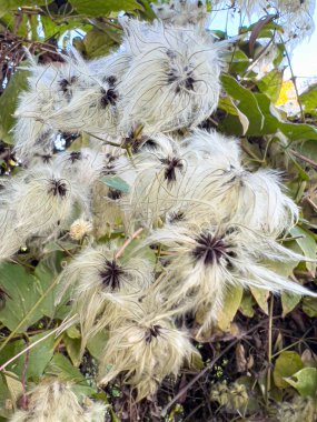 Ağaçta Clematis sirozu tohumları var. Yüksek kalite fotoğraf