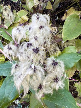 Ağaçta Clematis sirozu tohumları var. Yüksek kalite fotoğraf