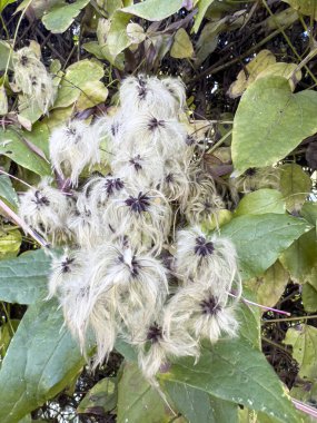 Ağaçta Clematis sirozu tohumları var. Yüksek kalite fotoğraf