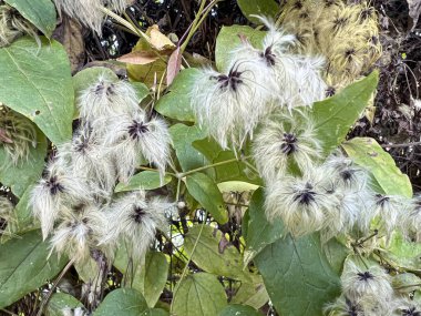 Ağaçta Clematis sirozu tohumları var. Yüksek kalite fotoğraf