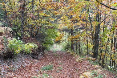 Akdeniz meşe ormanı. Yüksek kalite fotoğraf