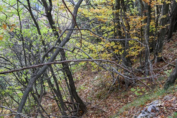 Mediterranean Scrub Oak Forest High Quality Photo — Fotografia de Stock