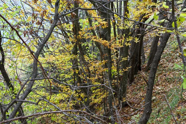 Mediterranean Scrub Oak Forest High Quality Photo — Fotografia de Stock