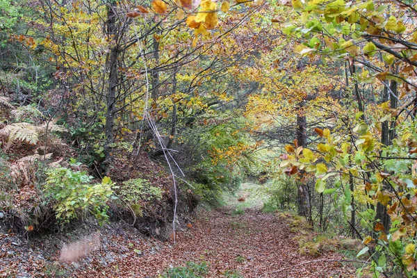 Mediterranean Scrub Oak Forest High Quality Photo — Fotografia de Stock