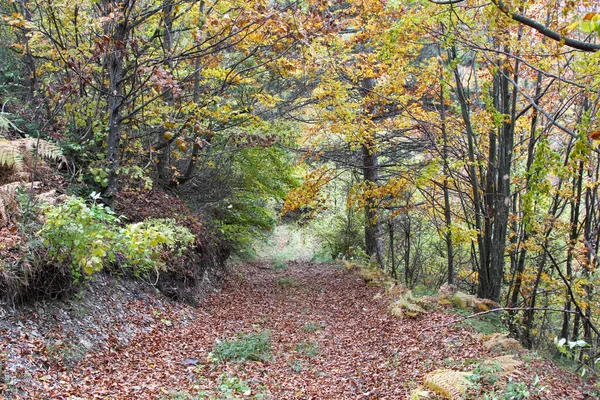 Akdeniz meşe ormanı. Yüksek kalite fotoğraf