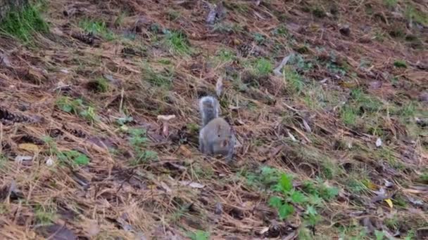 Gray Squirrel Running Undergrowth Pine Needles Pellerina Park Turin Italy — Vídeos de Stock