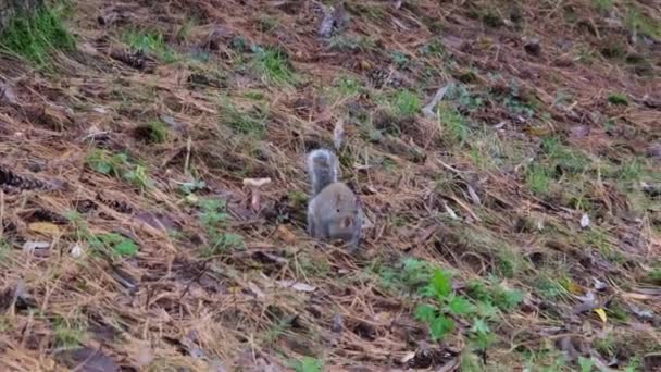 Gray Squirrel Running Undergrowth Pine Needles Pellerina Park Turin Italy — стоковое видео