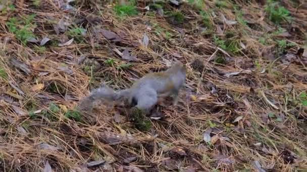 Ardilla Gris Corriendo Sotobosque Agujas Pino Parque Pellerina Turín Italia — Vídeos de Stock