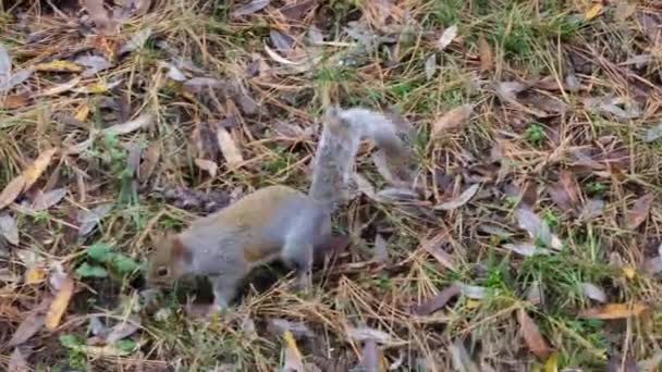 Gray Squirrel Running Undergrowth Pine Needles Pellerina Park Turin Italy — Vídeo de stock