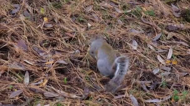 Gray Squirrel Running Undergrowth Pine Needles Pellerina Park Turin Italy — Vídeo de Stock