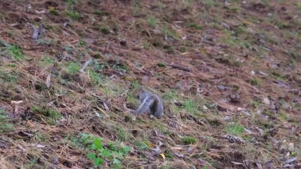 Gray Squirrel Running Undergrowth Pine Needles Pellerina Park Turin Italy — Stockvideo