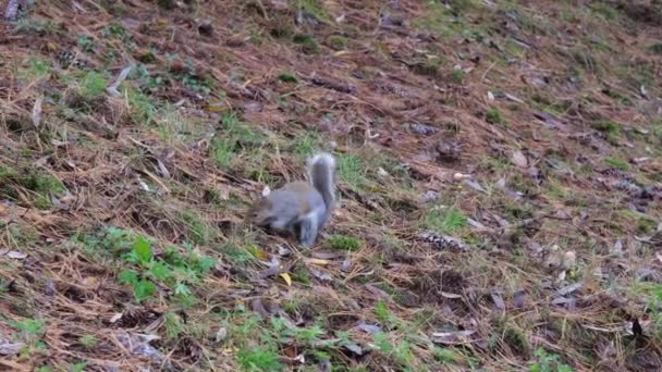Gray Squirrel Running Undergrowth Pine Needles Pellerina Park Turin Italy — Stock video
