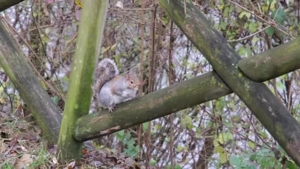 Gray Squirrel Wooden Fence Park Della Pellerina Turin Italy — стоковое видео